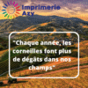 "Chaque année, les corneilles font plus de dégâts dans nos champs"