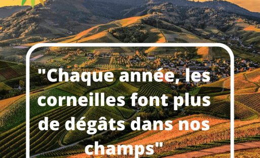 "Chaque année, les corneilles font plus de dégâts dans nos champs"