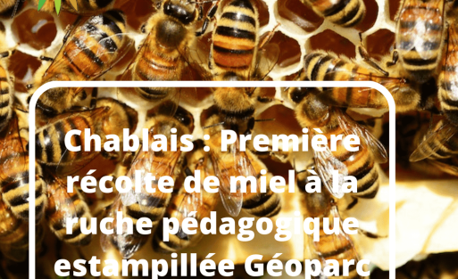 récoltedemiel
